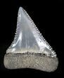 Beautiful, Fossil Great White Shark Tooth - Florida #34778-2